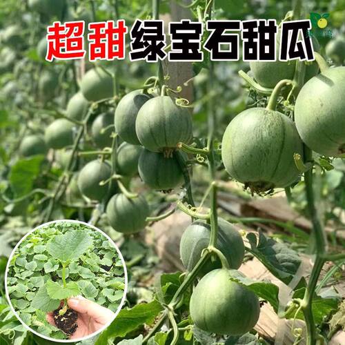 绿宝甜瓜苗子绿宝石甜瓜早熟抗病薄皮香瓜含糖超18度水果种籽 - 图2