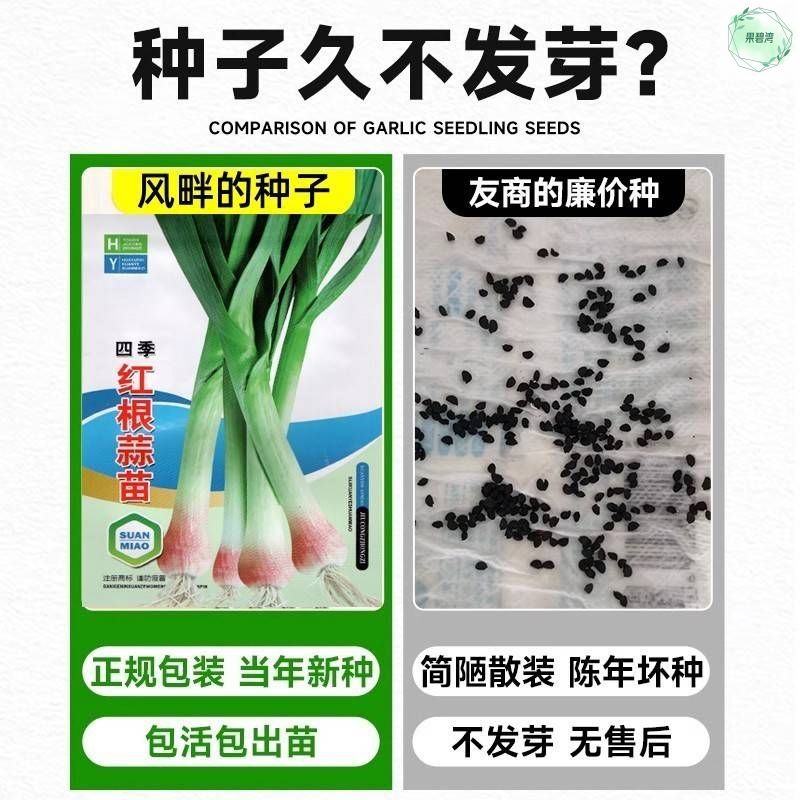大蒜苗种子种籽蒜苔红根蒜种蒜苗红皮盆栽蔬菜孑秋冬季四季苗种籽 - 图1