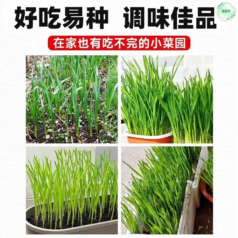 大蒜苗种子种籽蒜苔红根蒜种蒜苗红皮盆栽蔬菜孑秋冬季四季苗种籽 - 图3