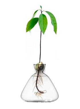 创意玻璃瓶水培植物容器绿萝养花小花瓶干花插花客厅摆件装饰花盆