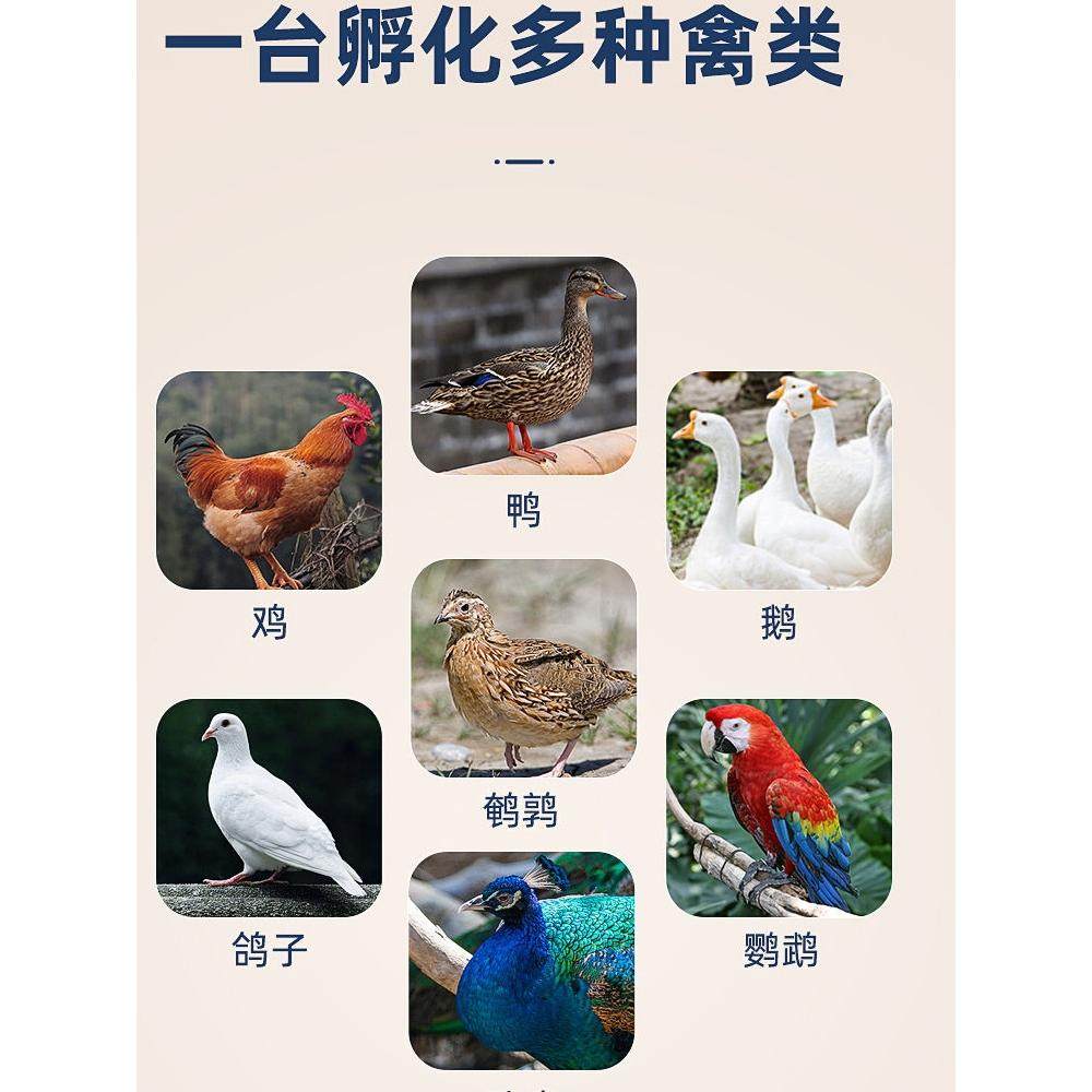 孵化器小型家用孵化机全自动智能孵化箱小鸡鸭鹅鸽鹦鹉种蛋孵蛋器,淘宝优惠券,粉丝福利购,淘宝优惠卷