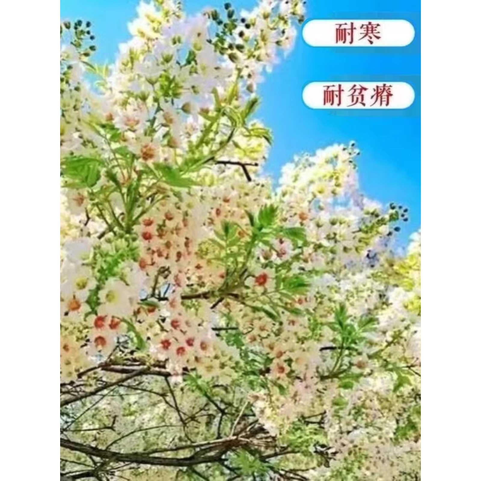 文冠花树苗状元花盆栽室内外阳台庭院盆栽四季好养花卉多年生植物 - 图2