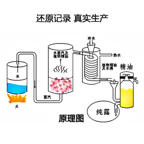 马鞭草酮迷迭香马迷纯露闭口粉刺爽肤喷雾补水护肤500ml源头厂家 - 图2