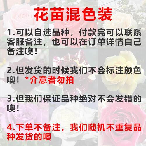 康乃馨花苗高杆切花品种存活高草本多年生花卉植物盆栽地栽颜色齐 - 图2