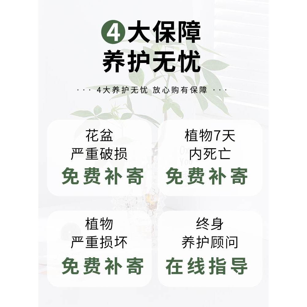 发财树水培植物盆栽室内好养绿植花卉客厅办公室水养净化空气花草 - 图3