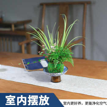 Moss ball hydroponic plant indoor potted creative wolf tail fern easy to grow office calamus ເບ້ຍ potted fern ພືດສີຂຽວ