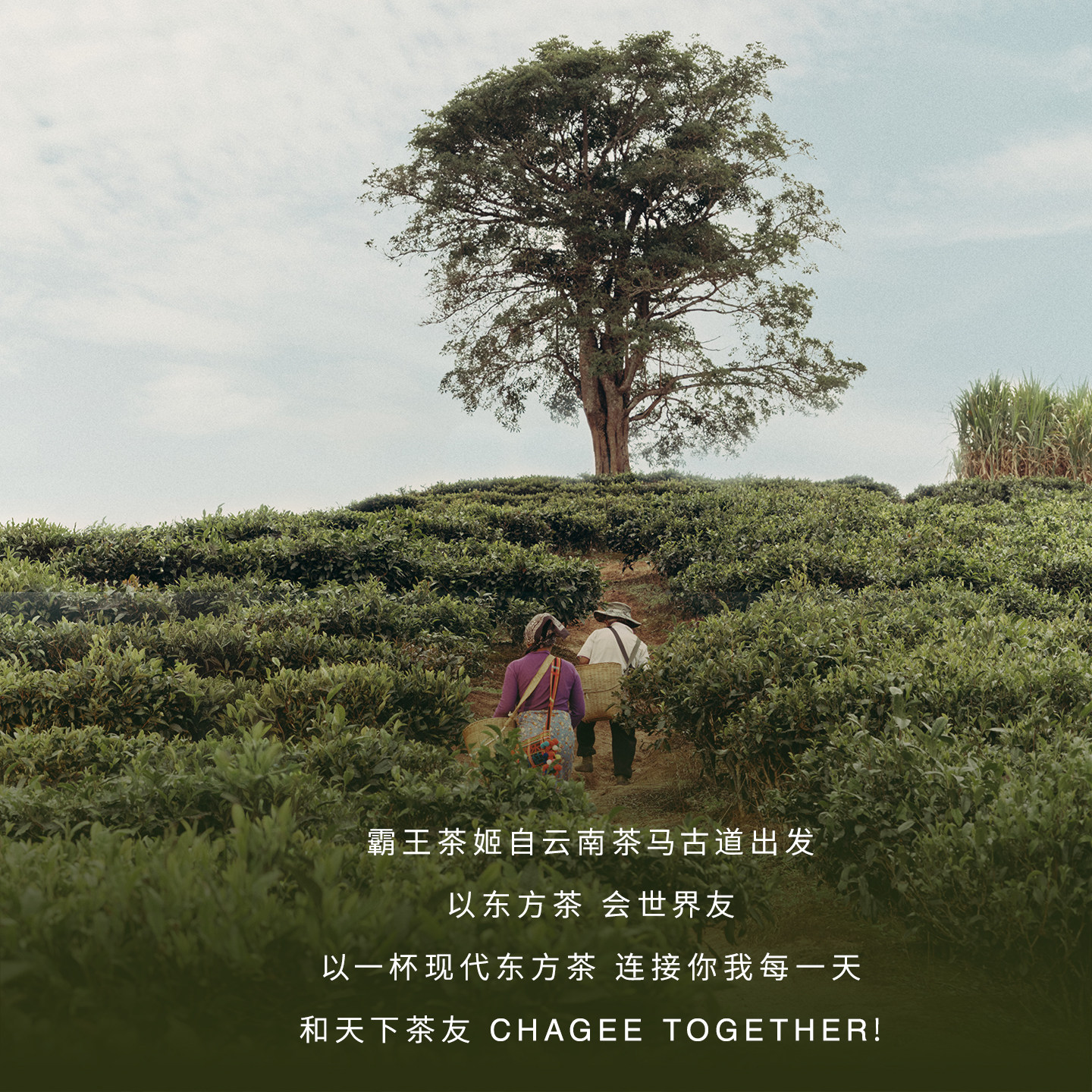 霸王茶姬「原叶袋泡茶」茶包茶袋冲泡伴手礼红茶乌龙绿茶龙井普洱