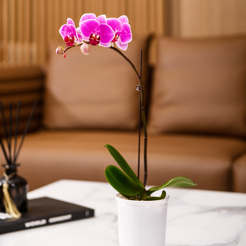 花构想家庭室内蝴蝶兰1花箭室内盆栽高级花卉送礼办公室绿植带花