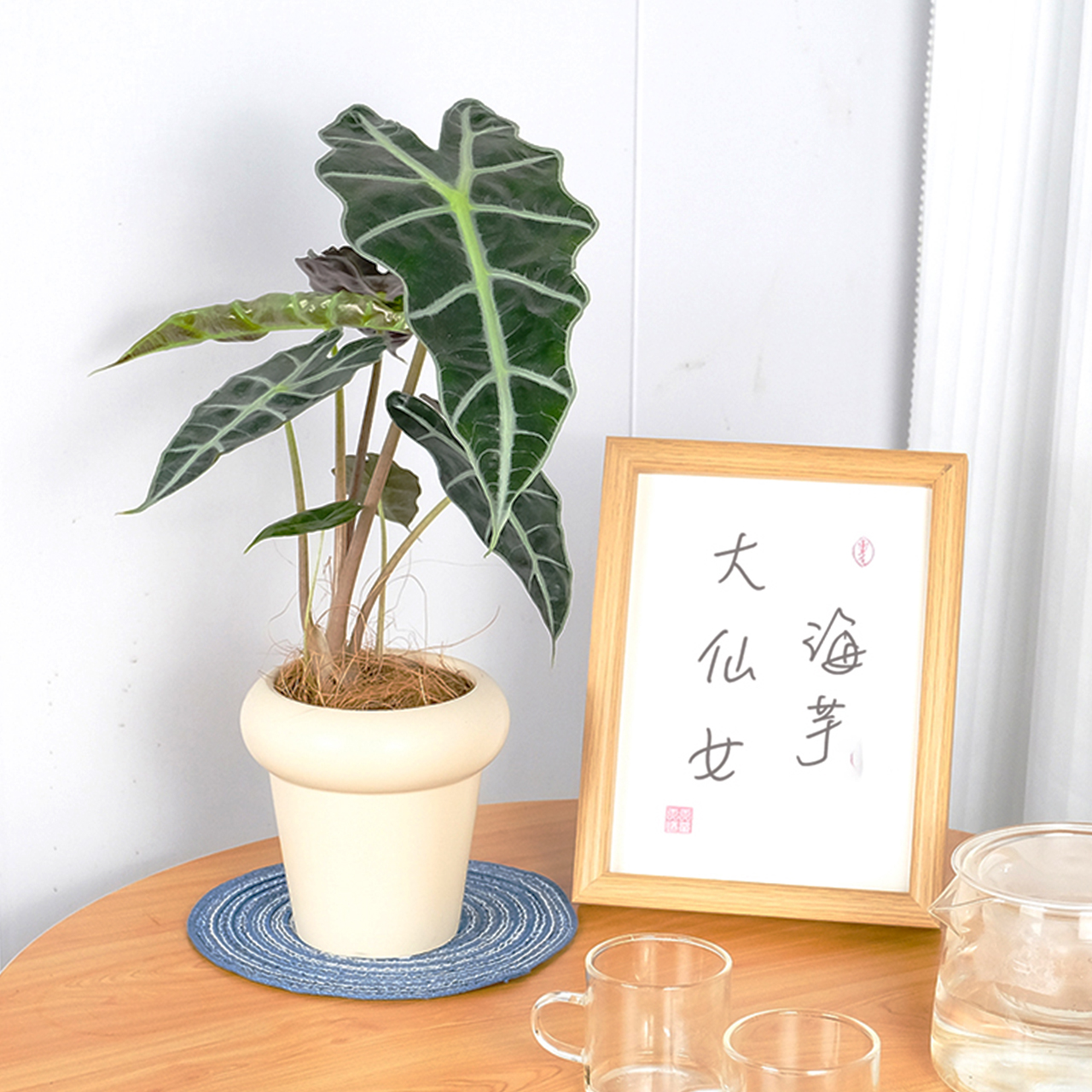 植物菌海芋白犀牛室内花叶好养活绿植大盆海芋办公室桌面观叶盆栽