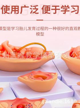 妊娠胚胎发育模型计划生育模型9个月胎儿发育过程模型10件套