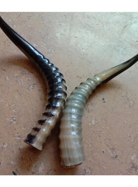 藏区回流老料野羊角整角摆件动物角尖文玩收藏把玩礼物男