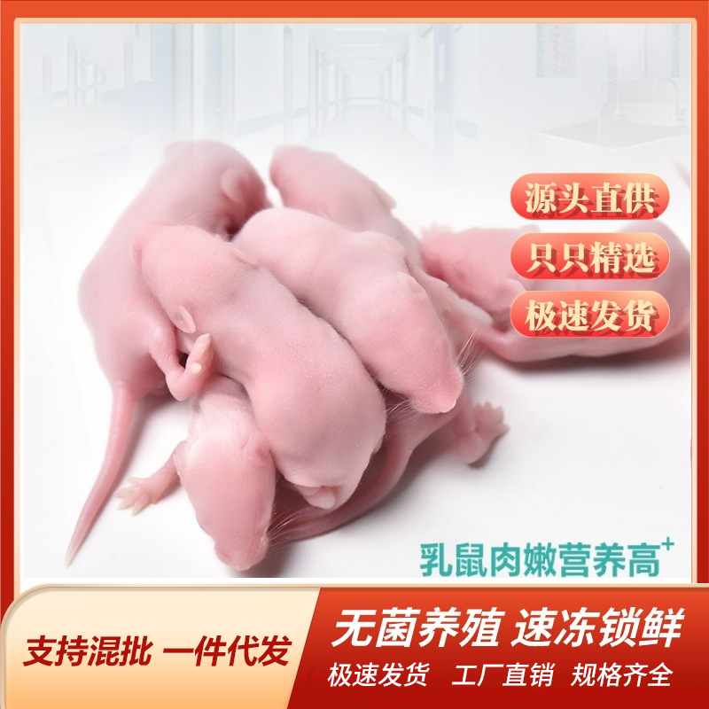 乳鼠冰冻宠物蛇饲料猫龟鱼角树蛙守宫蜥蜴红皮粉霜包邮跳爬宠 - 图2