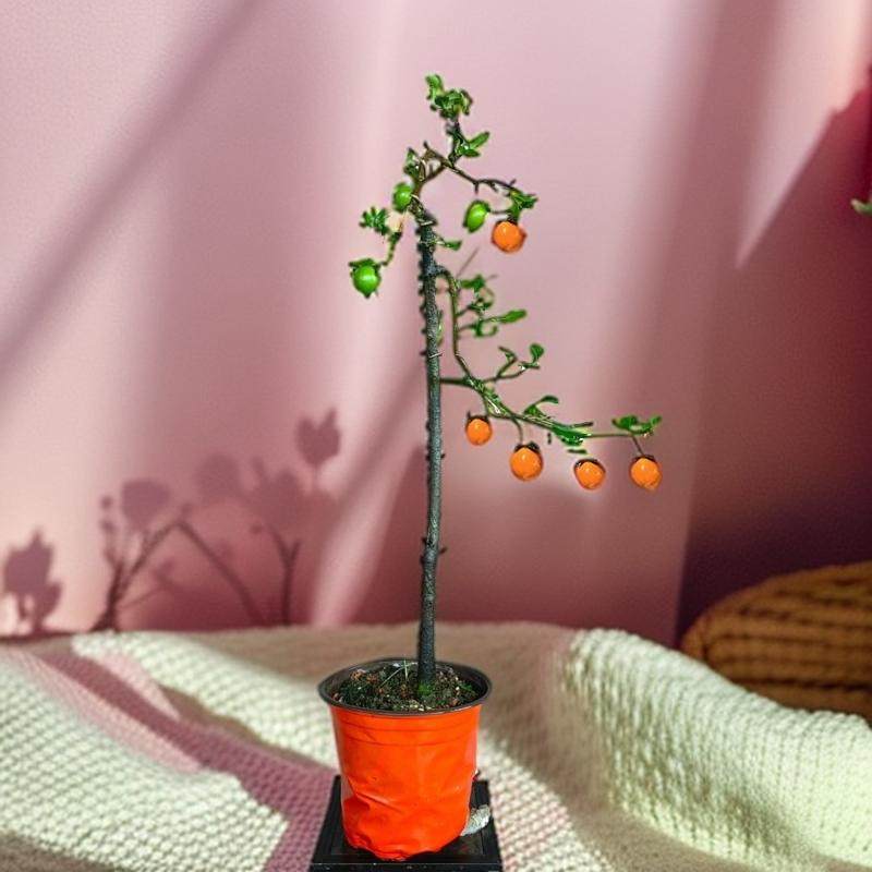 金弹子盆栽老鸦柿子绿植阳台树苗花卉室内植物办公桌花卉阳台果树,淘宝优惠券,粉丝福利购,淘宝优惠卷