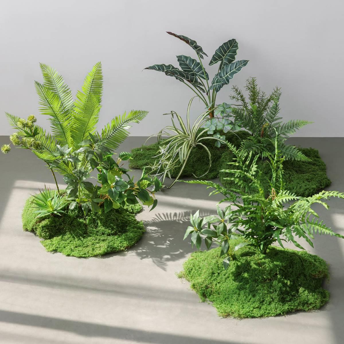 苔藓绿植