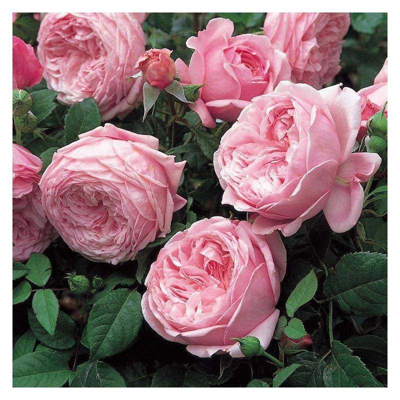 庭院盆栽树状月季花地栽树桩树形月季花国月大花月季当年开花包,淘宝优惠券,粉丝福利购,淘宝优惠卷