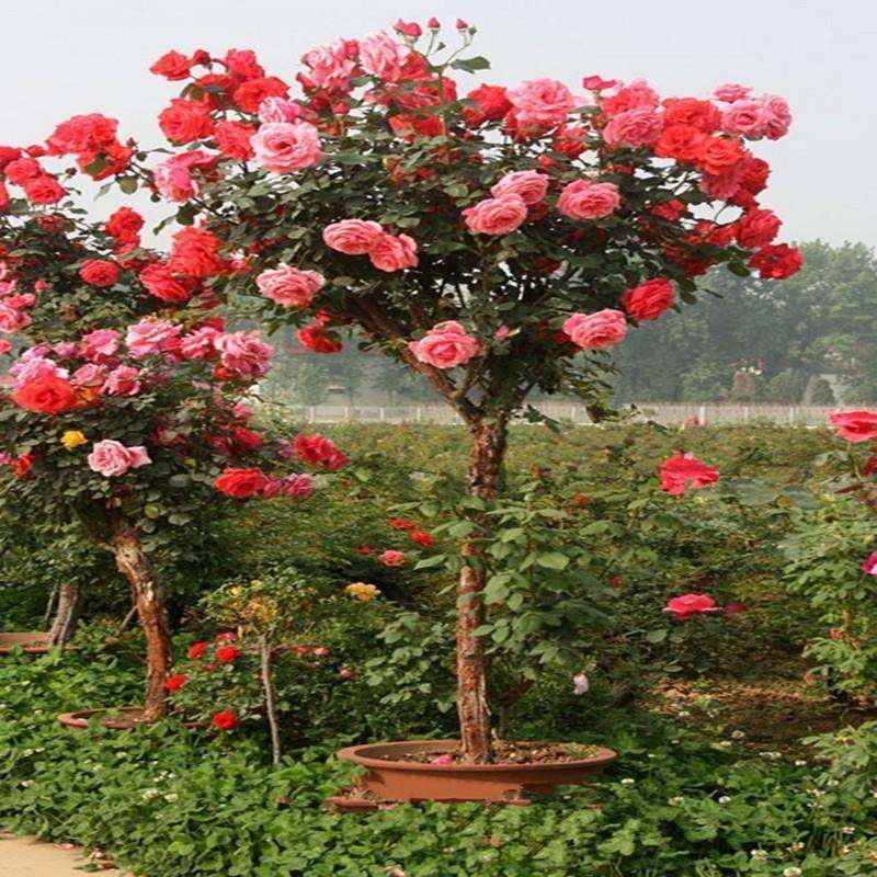 庭院盆栽树状月季花地栽树桩树形月季花国月大花月季当年开花包,淘宝优惠券,粉丝福利购,淘宝优惠卷