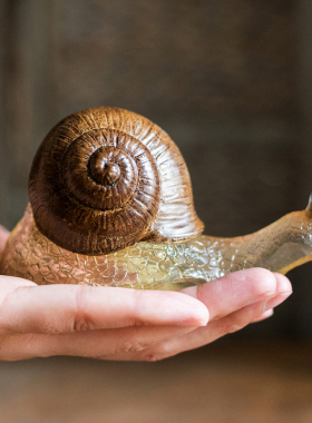 速发 大蜗牛花盆花瓶鱼缸装饰挂件摆励礼品礼物件志花园台