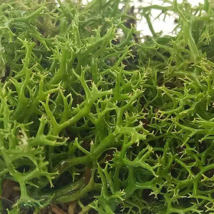 山野选集造景用苔藓【苔纲】枝状地衣各色野生高山苔藓雨林缸微景,淘宝优惠券,粉丝福利购,淘宝优惠卷