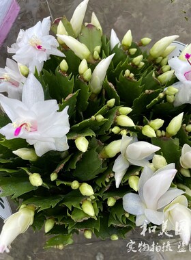 年宵花 仙指兰 蟹爪兰带花苞发 室内易养短日照花卉 常绿半阴花卉