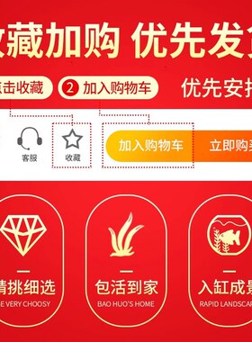 水榕水草沉木植物真草造景阴性养鱼淡水鱼缸绿植懒人新手细叶铁草
