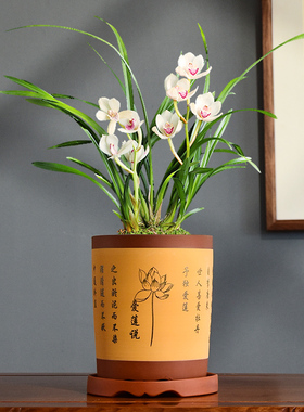 紫砂花盆陶瓷兰花专用透气蝴蝶兰绿植盆栽吊兰室内带托盘陶土盆小