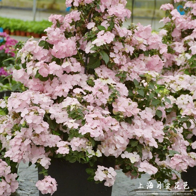 粉色落跑新娘绣球花盆栽新品爬z藤木本庭院阳台种植庭院耐寒热花,淘宝优惠券,粉丝福利购,淘宝优惠卷