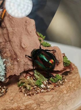 印尼鲜艳金锹长牙标本飞行的宝石小众收藏礼N物真昆虫艺术玻璃罩