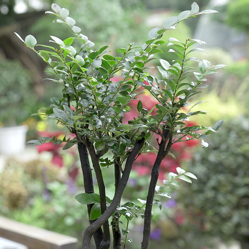 金叶子小叶d紫檀盆景绿植盆栽室内办公室桌面花卉四季常绿植物老 - 图2