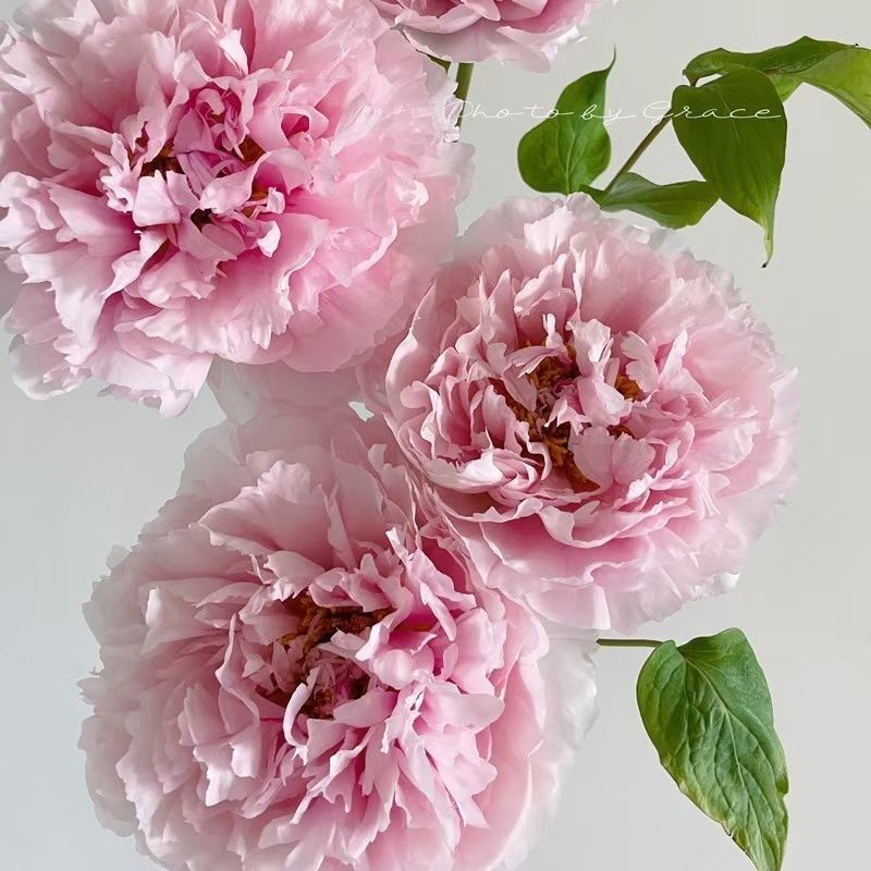 牡丹鲜花c花束鲜切花速递家用母情节芍药鲜花菏泽牡丹,淘宝优惠券,粉丝福利购,淘宝优惠卷