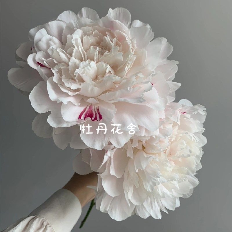 牡丹鲜花c花束鲜切花速递家用母情节芍药鲜花菏泽牡丹,淘宝优惠券,粉丝福利购,淘宝优惠卷