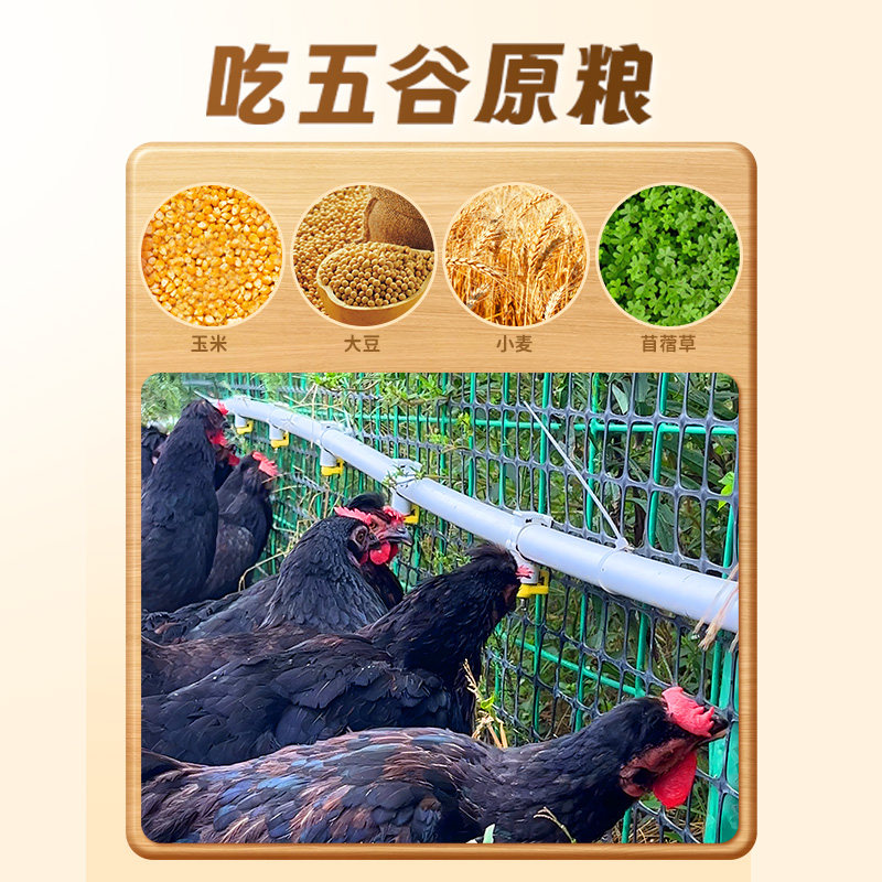 好念头整只装黄油老母鸡营养香炖鸡汤始祖黑鸡鲜地鸡现杀鸡肉,淘宝优惠券,粉丝福利购,淘宝优惠卷