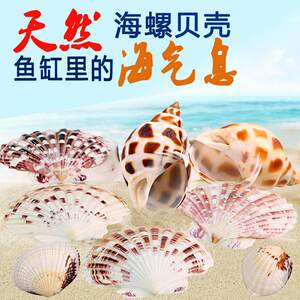 亚峰鱼缸仔贝水族箱小摆件乌龟缸布景装饰品造景天然海星扇贝海螺