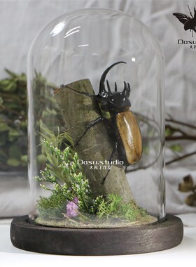 森林力士甲虫标本独角仙昆虫标本生态微景观工艺品男士礼物收藏