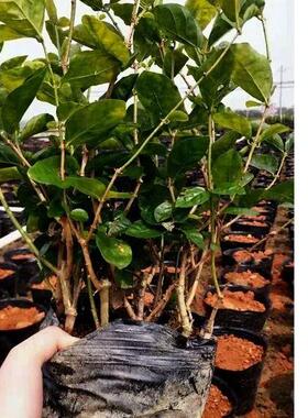 茉莉花专用土茉莉花土红沙土酸性土壤养花土种植土红泥通用营养土