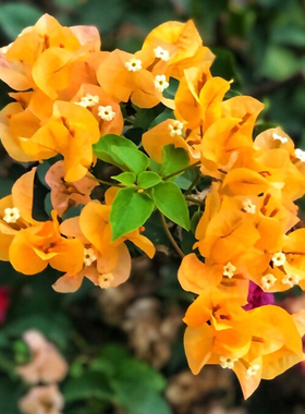 【老花医】三角梅盆栽植物花卉苗绿樱阳台庭院净化空气美观四季开