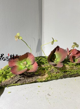 枯木多肉枯山水造景装饰苔藓青苔木桩树桩仿真植物绿植景观绿化