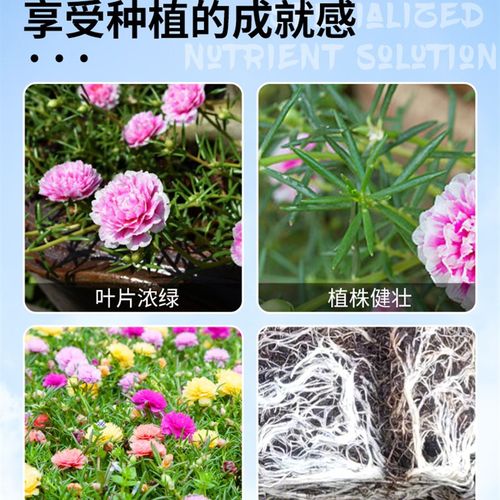 太阳花肥料太阳花专用肥营养液花肥催花开延长花期盆栽向日葵通用 - 图3