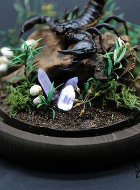 好货真实蝎子标本雨林蝎微景观玻璃罩摆件收藏品男生礼物天蝎座小