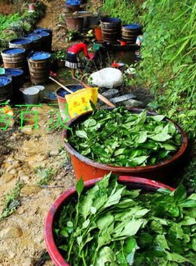 极速无新款添加剂纯植物特产植物染料无公害靛蓝膏学习苗族蜡染材