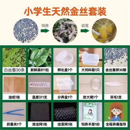 彩色蚕宝宝天然金丝蚕小学生养蚕工具全套套餐蚕卵套装爬虫饲养盒 - 图1