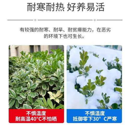金边黄杨苗庭院绿化苗木四季常青耐寒好养活观叶冬青篱笆常绿树苗 - 图2