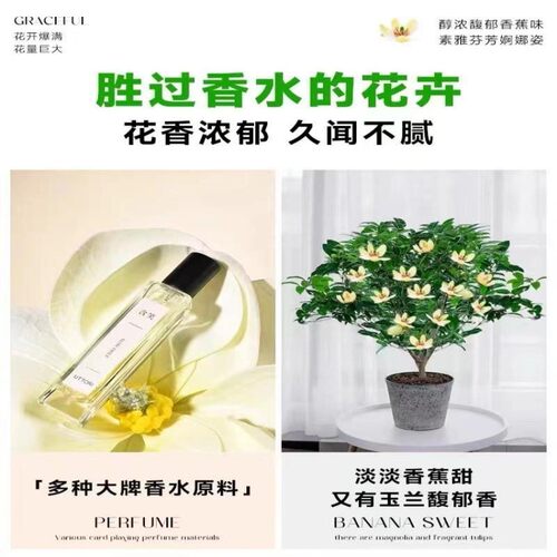 含笑花盆栽树苗室内阳台浓香型带花苞香蕉花庭院四季盆栽耐寒植物 - 图1