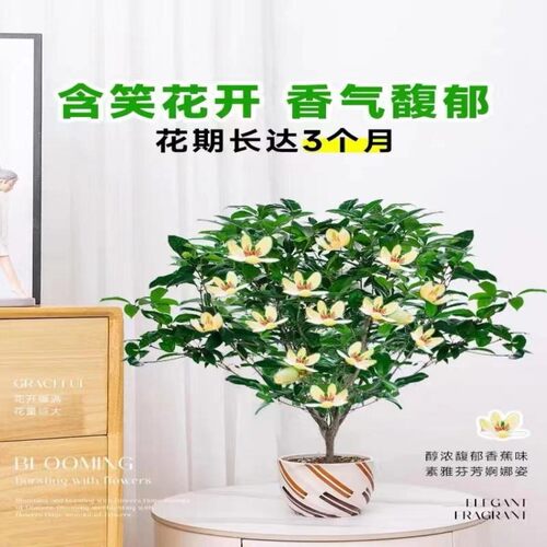 含笑花盆栽树苗室内阳台浓香型带花苞香蕉花庭院四季盆栽耐寒植物 - 图0