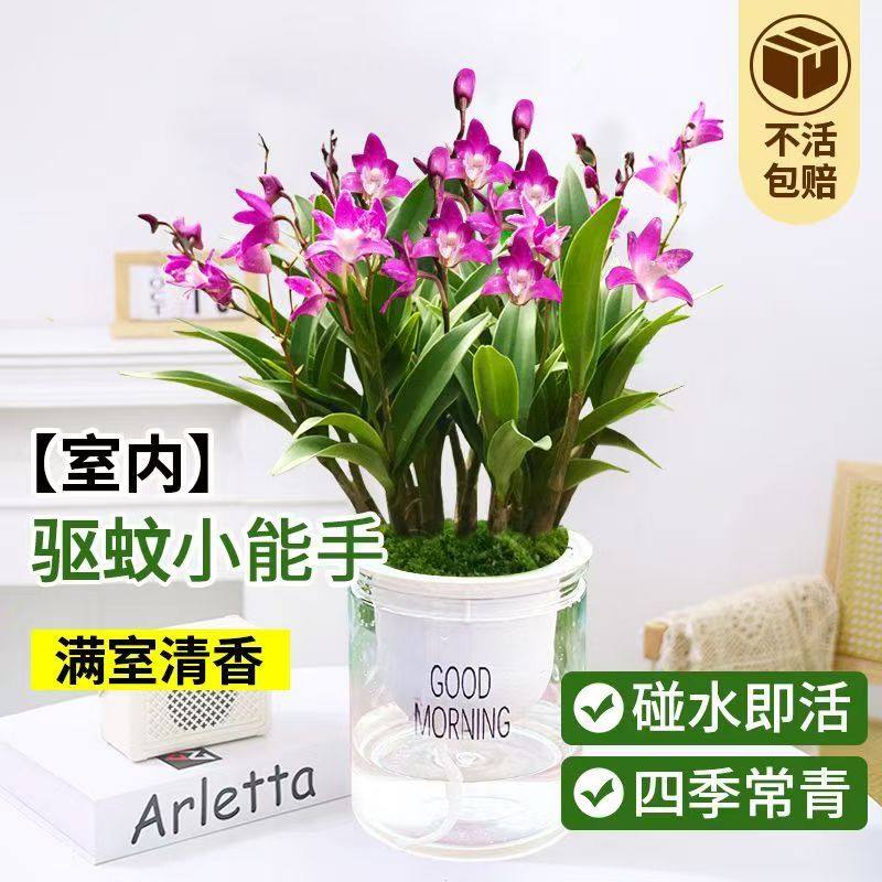 澳洲香水石斛兰盆栽带花苞水培植物石斛兰苗花卉植物室内绿植好养,淘宝优惠券,粉丝福利购,淘宝优惠卷