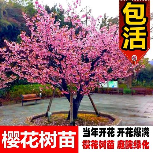 日本樱花树苗庭院种植风景树嫁接大花苗盆栽室外别墅四季好养耐寒 - 图2