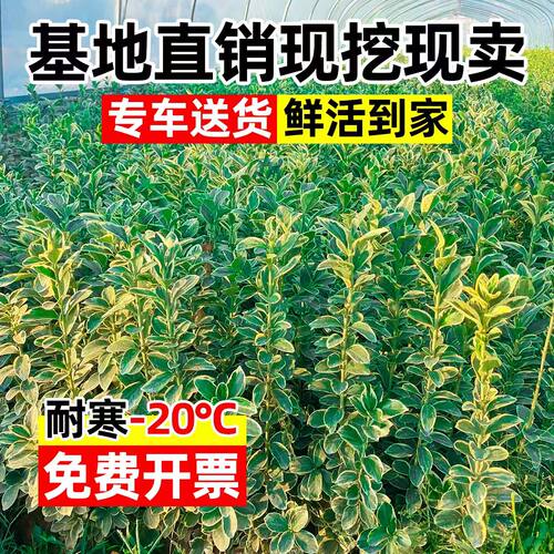 金边黄杨苗庭院绿化苗木四季常青耐寒好养活观叶冬青篱笆常绿树苗 - 图0