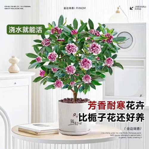 金边瑞香盆栽浓香型老桩大苗年宵花卉带花苞室内耐寒阳台花卉植物 - 图1