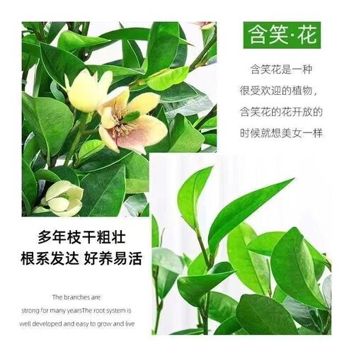 含笑花盆栽树苗室内阳台浓香型带花苞香蕉花庭院四季盆栽耐寒植物 - 图2