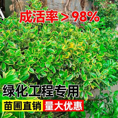 金边黄杨苗庭院绿化苗木四季常青耐寒好养活观叶冬青篱笆常绿树苗 - 图1