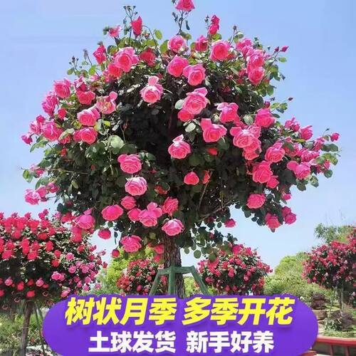 树状月季树四季大花浓香老桩盆栽月季树桩棒棒糖苗特大花月季花苗 - 图1